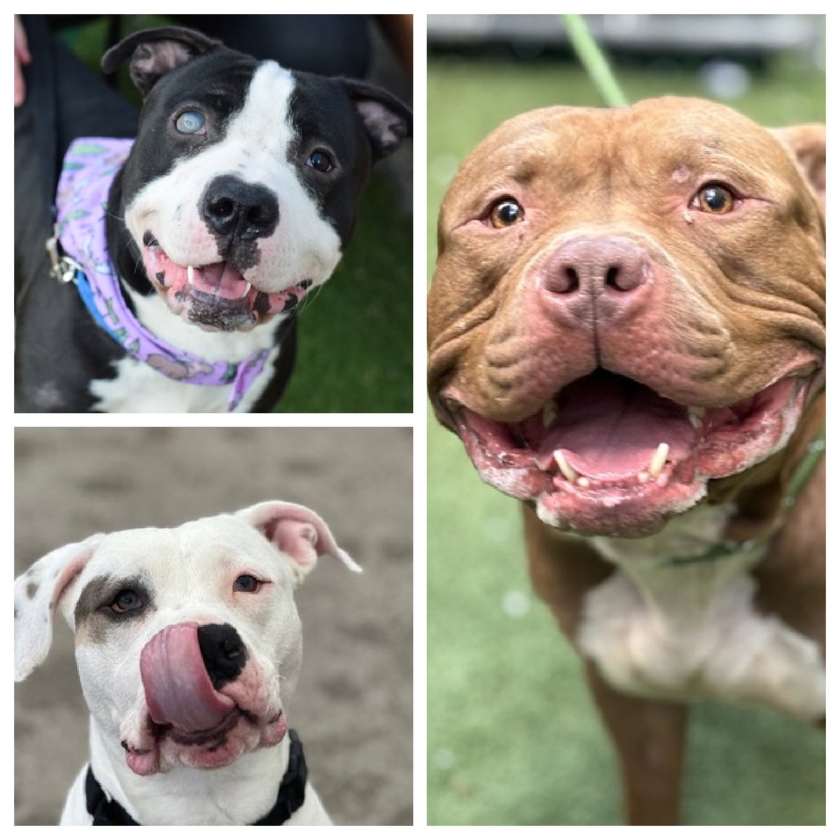 Keith Olbermann's Dogs (@tomjumbogrumbo) on Twitter photo Princeโton, Rubio and Bobby are delisted and facing their final hours alive. They each need an immediate foster or adopter offer to survive. 
Puppy Princeโton wants to be your only dog in a northeast located family with kids age 13+.
Rubio and Bobby need a northeast located Princeโton, Rubio and Bobby are delisted and facing their final hours alive. They each need an immediate foster or adopter offer to survive. 
Puppy Princeโton wants to be your only dog in a northeast located family with kids age 13+.
Rubio and Bobby need a northeast located