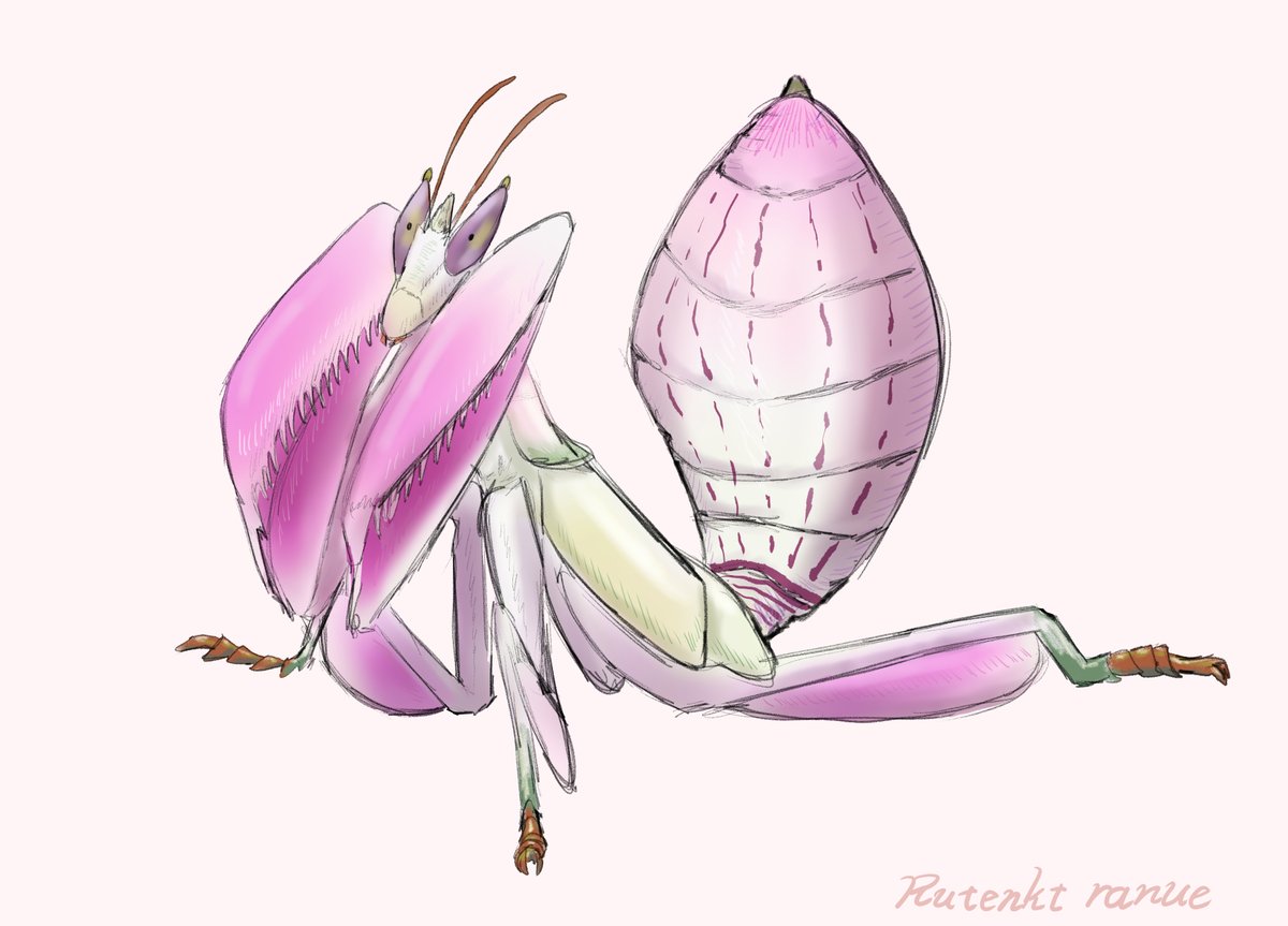 rutenkt's tweet photo. #ハナカマキリ　#orchid_mantis https://t.co/MtDRd7MJoS