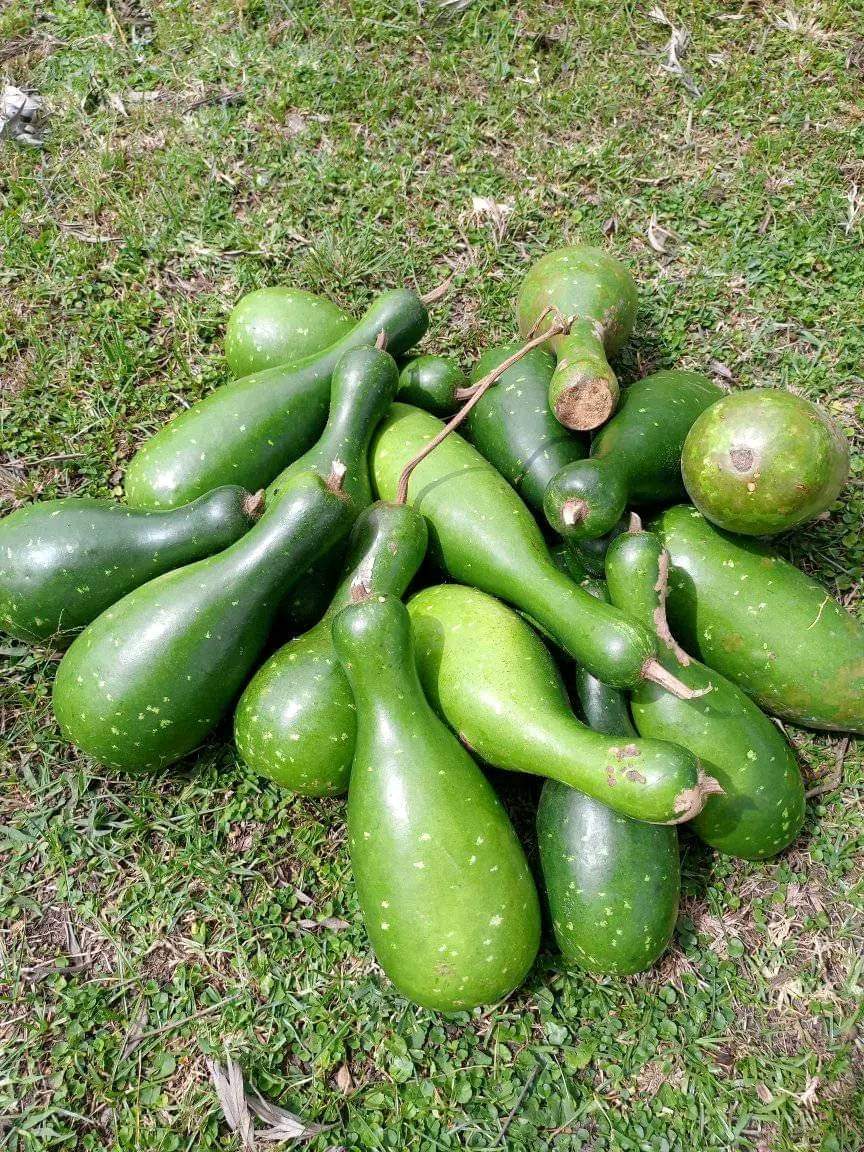 ItsMose's tweet photo. wajuaji mnajua hizi ni nini? https://t.co/gx9mkux9lF