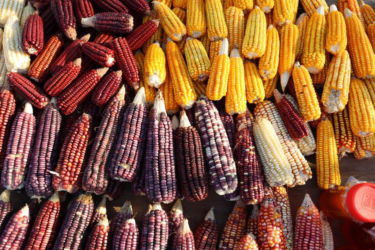 La acuarela de colores del campo yucateco 🌽 luce más o menos así: