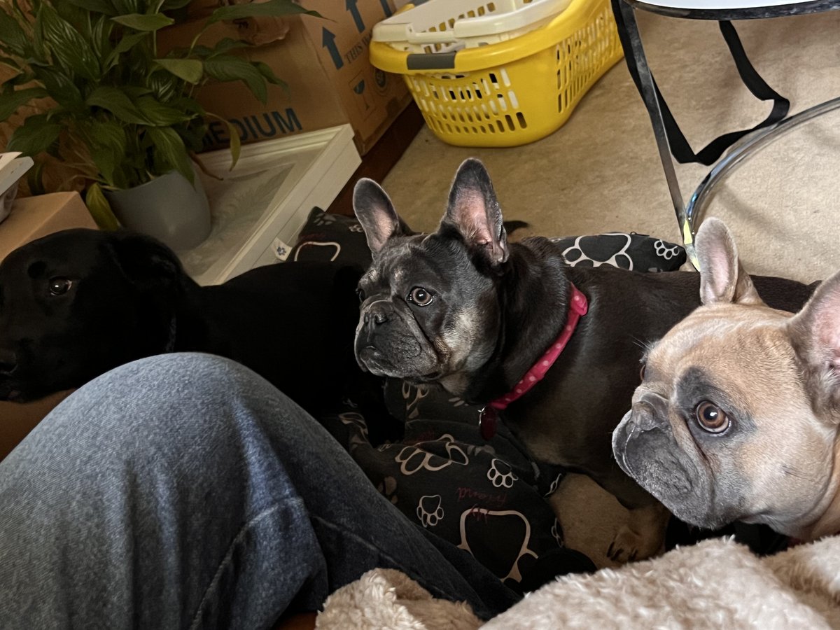 millypod1's tweet photo. 🆘28 DEC 2023 #Lost BELLA #ScanMe
Dark Grey French Bulldog Female
Got out of gates at home address in
#Whitton #Ludlow #Shropshire #SY8 https://t.co/tfFgeC3ACp https://t.co/HHx3IdJoH8