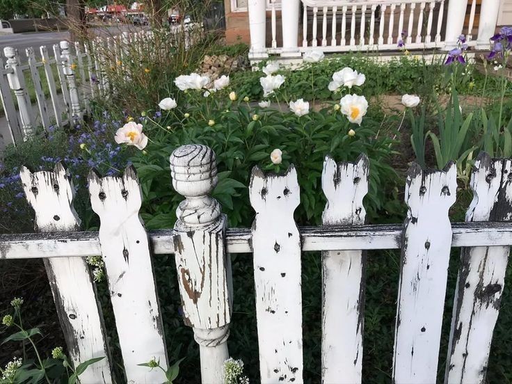 rainbow_explode's tweet image. Cats wooden fence🤍🌼🐱