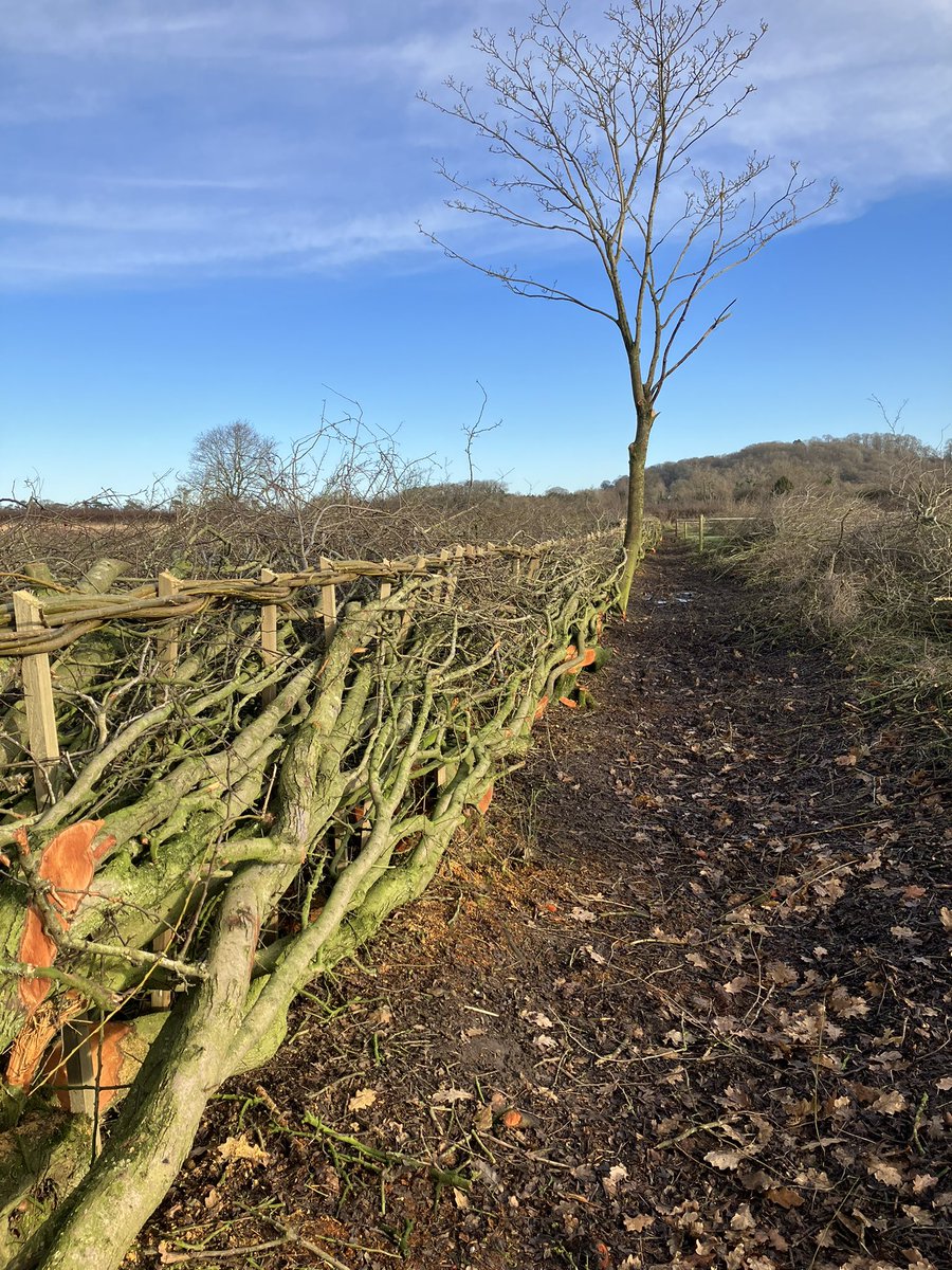 Contract laying hedges grown beyond the trimmer. Some worse some better than pictured. This finished as a 5ft layed example from 20ft+. The rain can pack in