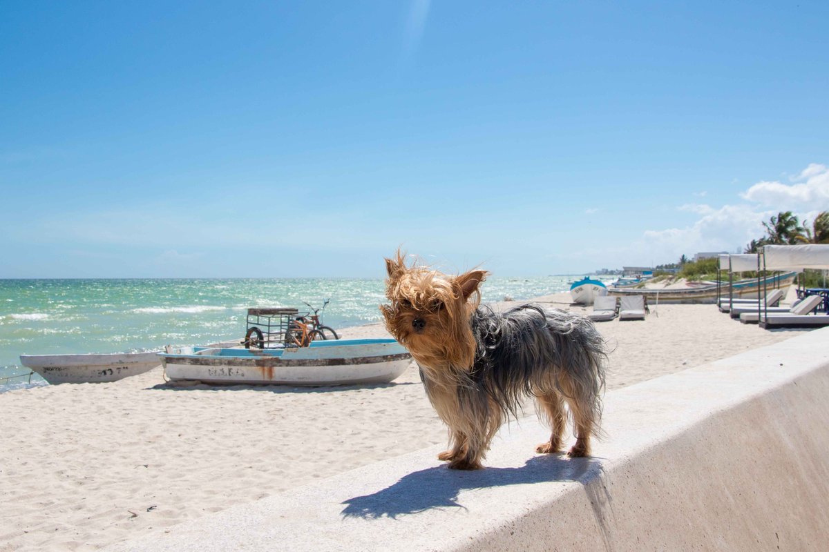 Nada como pasar un relajante fin de semana cerca del mar 🌊 de #Progreso y tu mejor amigo/a 🐕

📌Progreso, a 30 minutos de #Mérida.