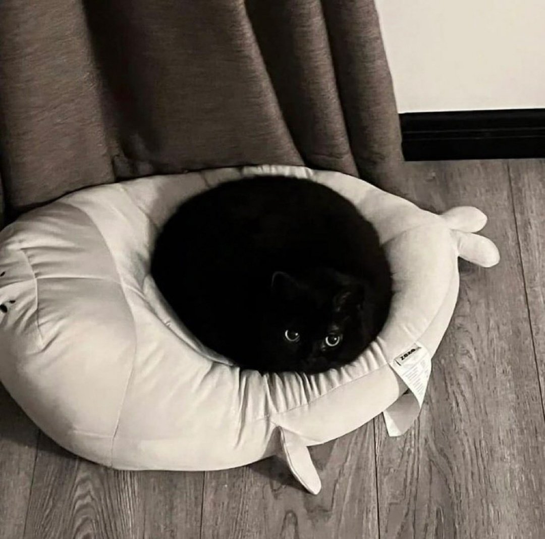 WeAssessCats's tweet photo. https://t.co/qmOPPmBcf3