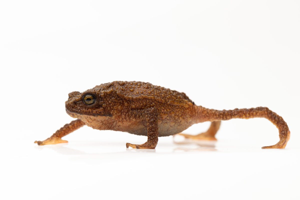 When 2023 is trying to sneak out the door. 👀 Your year-end donation will help us start next year with momentum! 👉 Join us at reservaylt.org 📸 @calliebroaddus at Dracula Reserve #toadlife #wildlifeconservation