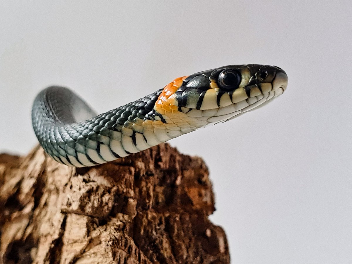 dicdocphoto's tweet photo. Обыкновенный уж
Snake (Lat. Natrix natrix)
photo: Dmitriy Grebnev, 2020
#обыкновенныйуж #уж #ужи #natrix #snake #змея #змеи #natrixnatrix #macro #macrophotography
#macrophotographyworld
#macro_world #dicdoc_macro
#DicDoc #dicdocphoto https://t.co/iX6hUHaKZi