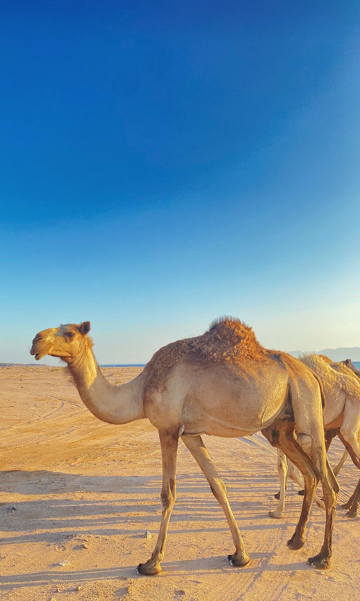 arwatr12's tweet photo. @CamelClub @alaibilfestival #عز_لاهلها #مهرجان_الملك_عبدالعزيز_للإبل8 https://t.co/vYa2prMWDW