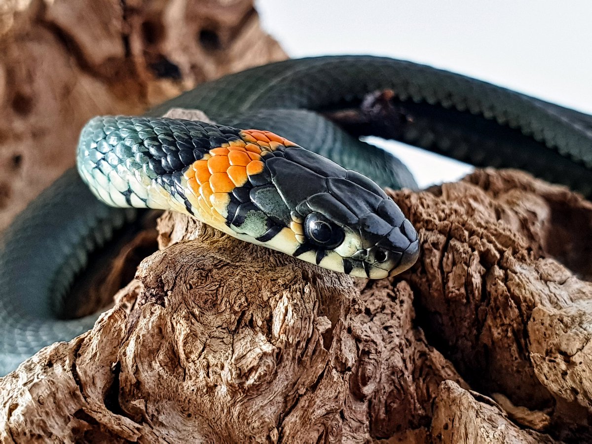 dicdocphoto's tweet photo. Обыкновенный уж
Snake (Lat. Natrix natrix)
photo: Dmitriy Grebnev, 2020
#обыкновенныйуж #уж #ужи #natrix #snake #змея #змеи #natrixnatrix #macro #macrophotography
#macrophotographyworld
#macro_world #dicdoc_macro
#DicDoc #dicdocphoto https://t.co/lXahow1QYj