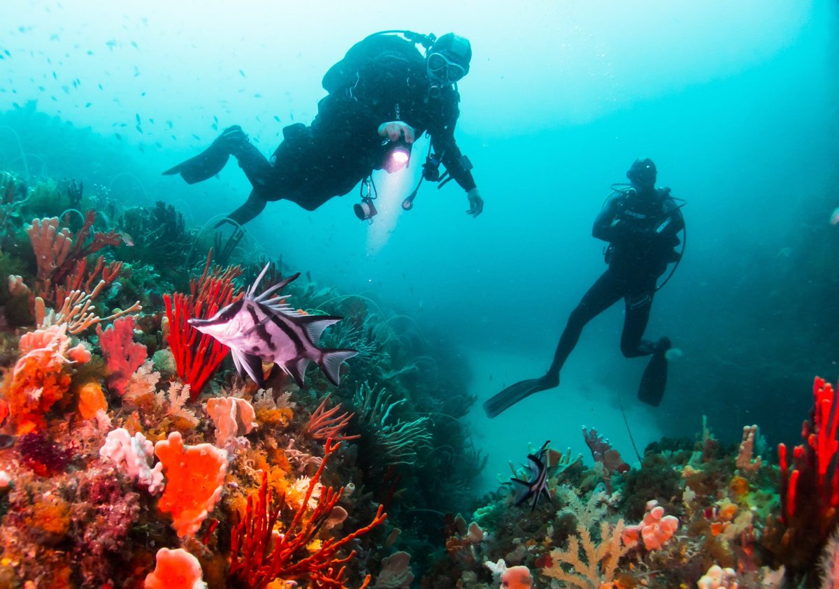 🌊 2023 Highlight #3: Launch of The Great Southern Reef Research Partnership (#GSRRP). A collaboration uniting Aussie universities, agencies & NGOs taking a whole-of-system approach to safeguard critical functions, fisheries & biodiversity of the #greatsouthernreef.