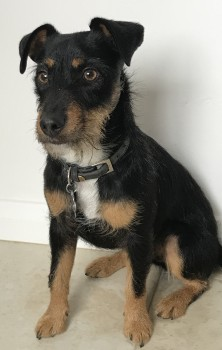 millypod1's tweet photo. 🆘28 DEC 2023 #Lost CHASE #ScanMe #Tagged Black &amp; Tan Jack Russell Terrier Cross Male 
Coastal Path in North Devon between  
#HeddonsMouth &amp; #WoodyBay #EX35 #EX31
Exmoor National Park #Devon https://t.co/0LVztn2pVQ https://t.co/jem0f9eDAy