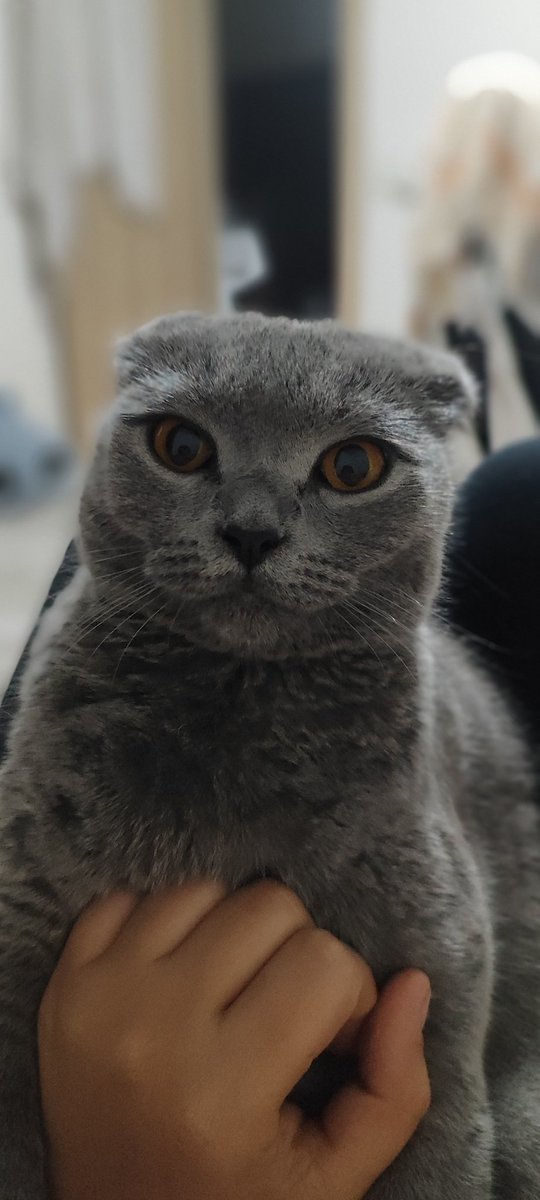 SinemmCoskun's tweet photo. #kedi kedi fotoğrafı atmazsam 2024 kötü gecermiş öyle dediler. Bende kızımı atayım #bihter https://t.co/0b2rrhLtEm