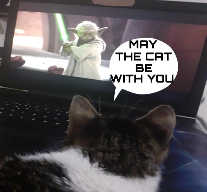 Star wars hayranı kedim. Fakat agresifliğine bakarsak karanlık tarafa geçti