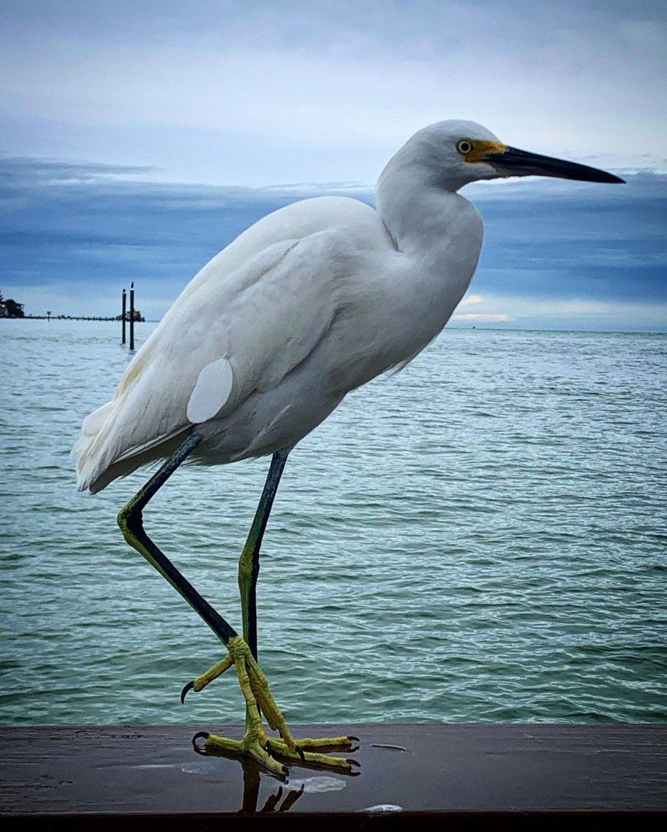 Megos777's tweet photo. Intense bird stalking today!♥️🌟🌴🦅 https://t.co/ZhqQYdNImG
