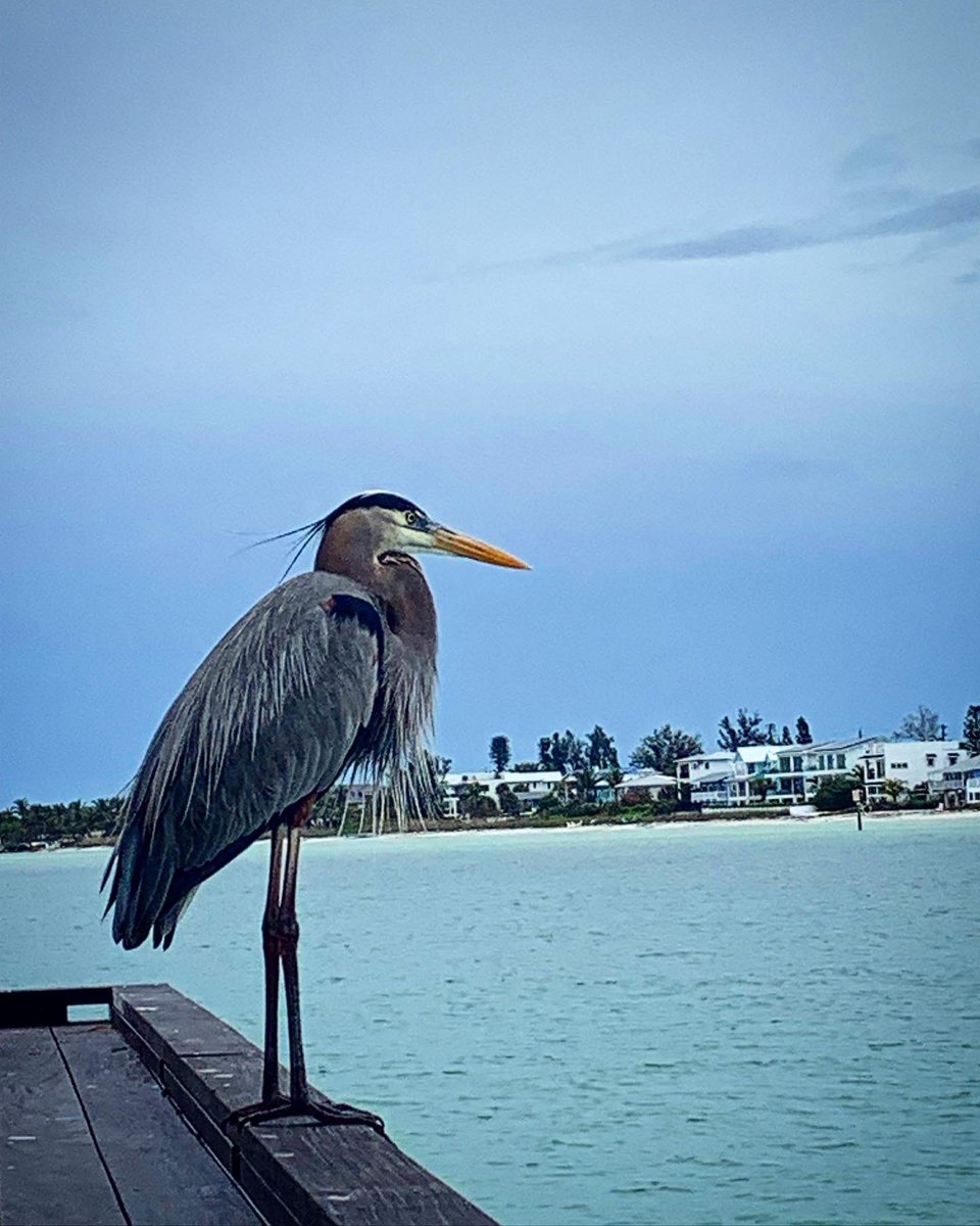 Megos777's tweet photo. Intense bird stalking today!♥️🌟🌴🦅 https://t.co/ZhqQYdNImG