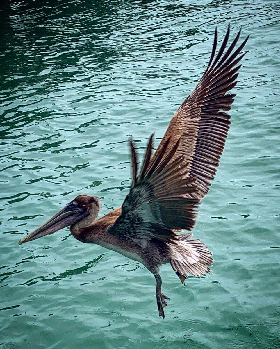Megos777's tweet photo. Intense bird stalking today!♥️🌟🌴🦅 https://t.co/ZhqQYdNImG