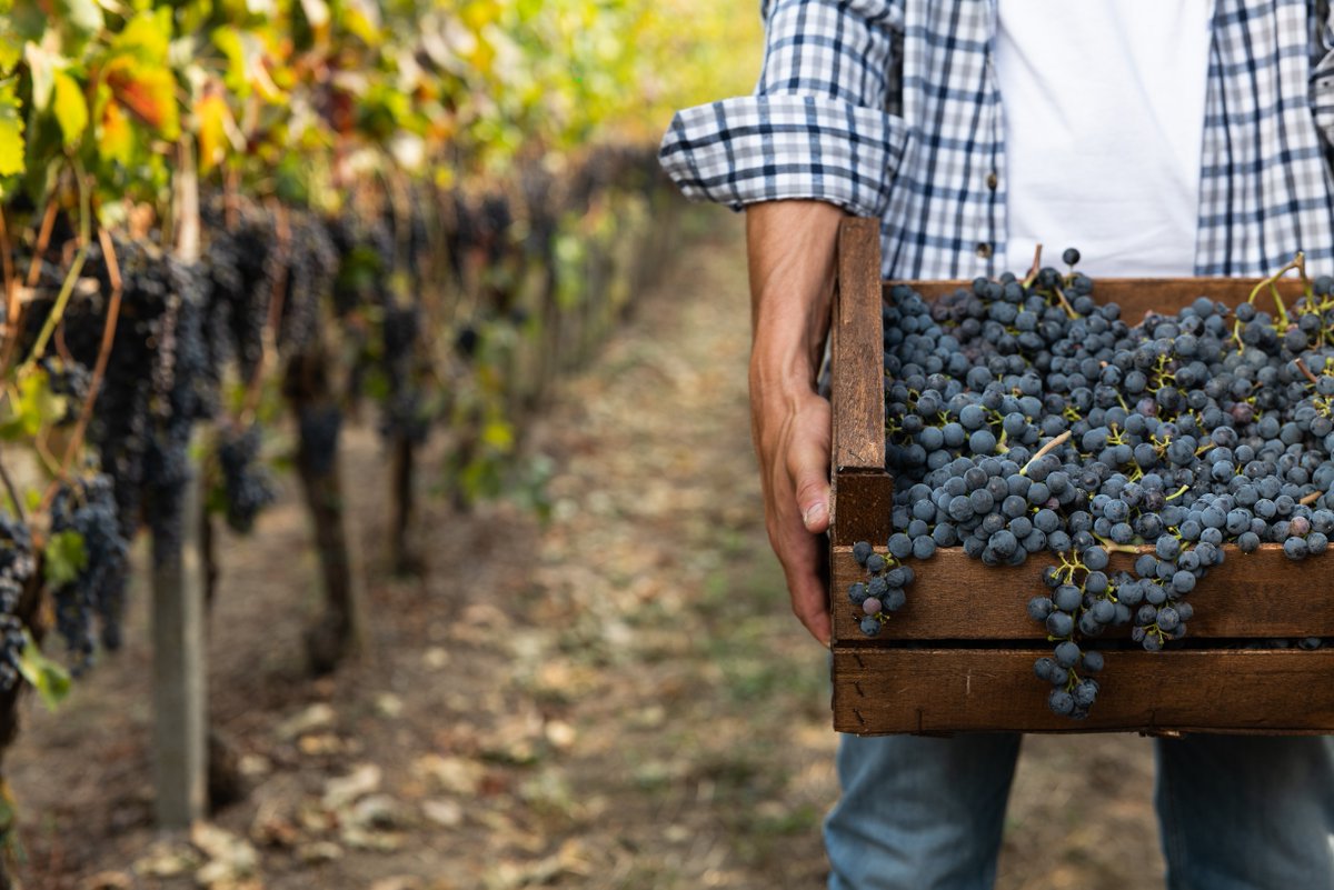 As 2023 comes to a close, we are so proud to have supported hundreds of viticulture and culinary arts students! Let's savor the taste of generosity and watch dreams flourish. Cheers to knowledge, passion, and the pursuit of excellence!

Donate today at wfscc.ejoinme.org/NWFSGeneralDon…