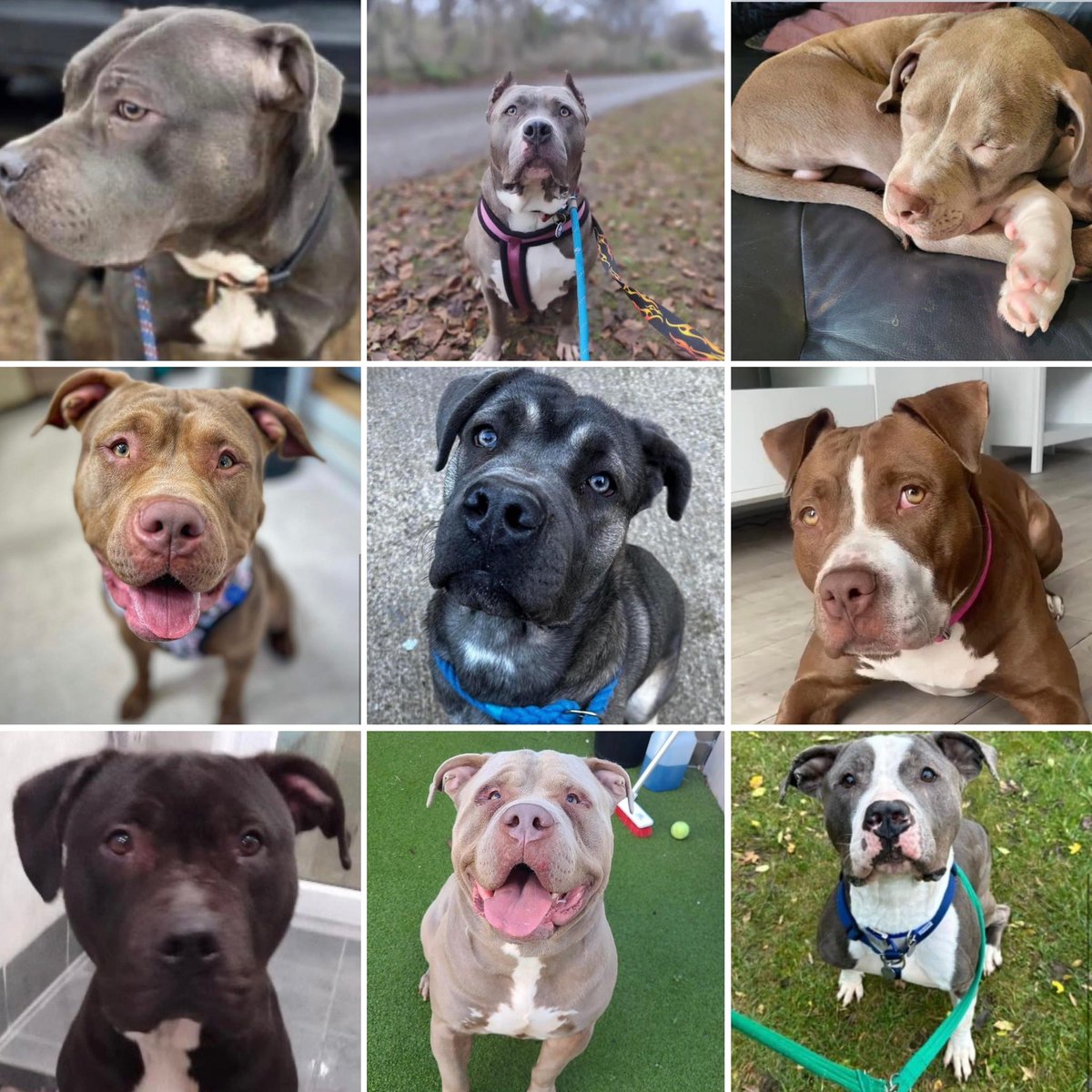 The XL ban has again highlighted data collection on companion animals is zero in the UK @UKParliament tell us our petition request is not needed but below is a few XL’s representing 1000’s you will kill and all unrecorded petition.parliament.uk/petitions/6394… @WayneDavid_MP @RuthNewportWest