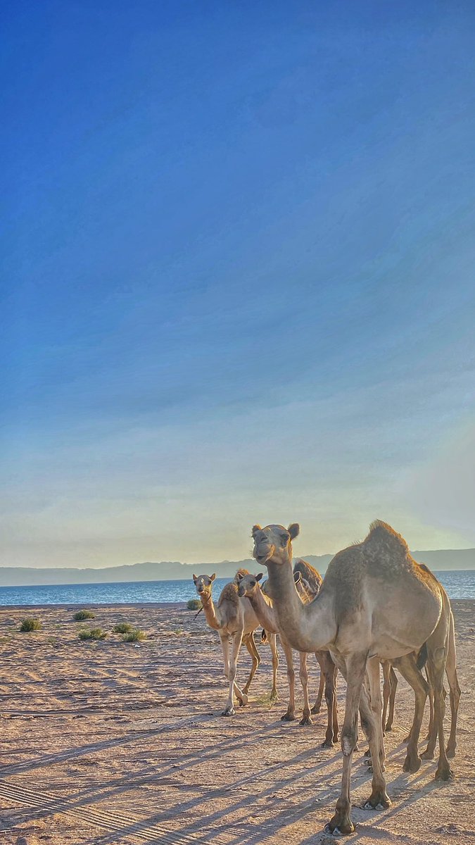 arwatr12's tweet photo. @CamelClub @alaibilfestival #عز_لاهلها #مهرجان_الملك_عبدالعزيز_للإبل8 https://t.co/9SZnCkw631