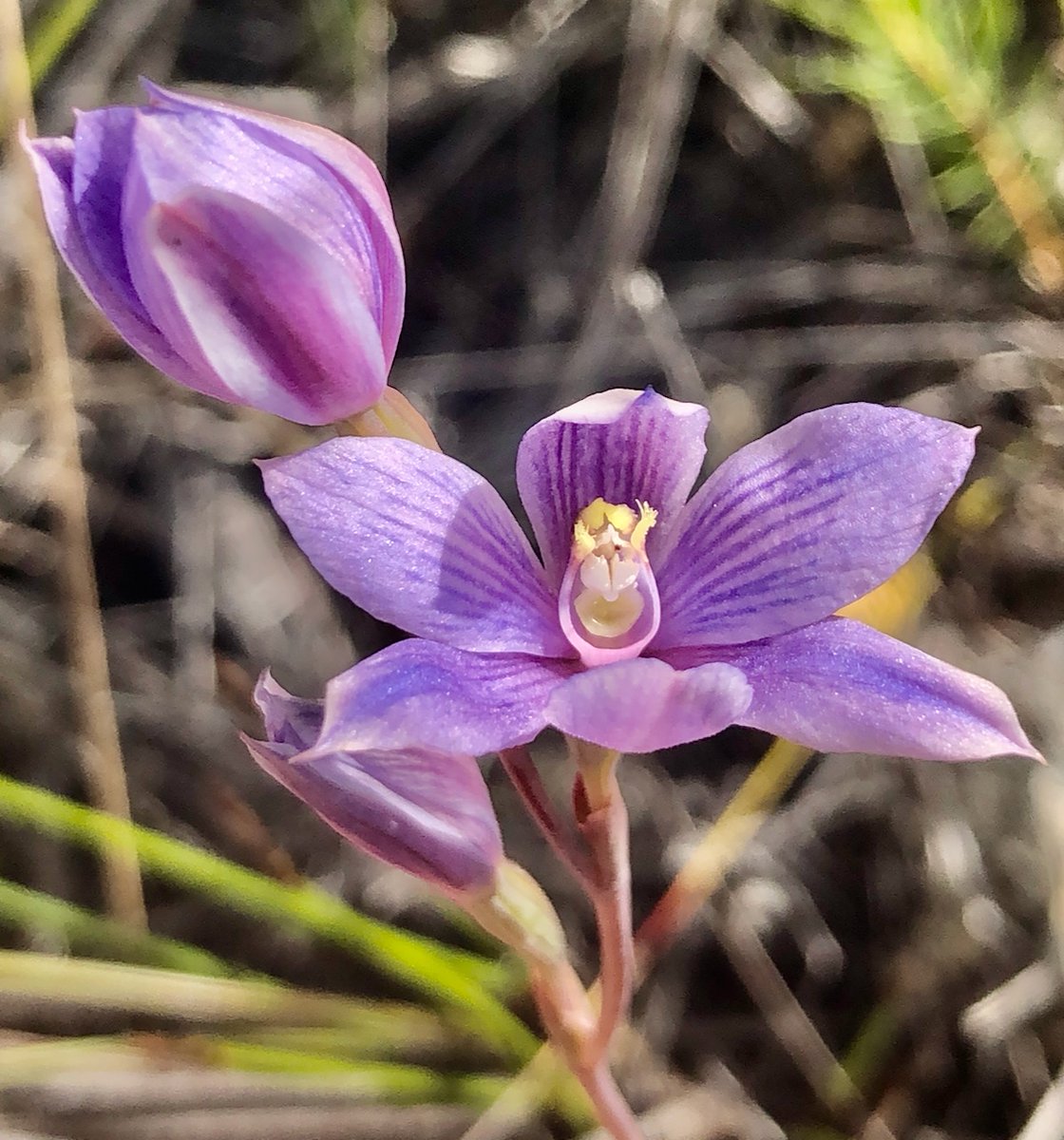 The Striped Sun #Orchid (Thelymitra pulchella) #Orchidaceae is native to #NewZealand. These can have up to fourteen blue, pink or white flowers on stems up to 800 mm (30 in) tall. The petals, & sometimes also the sepals have dark blue stripes. #NZFlora