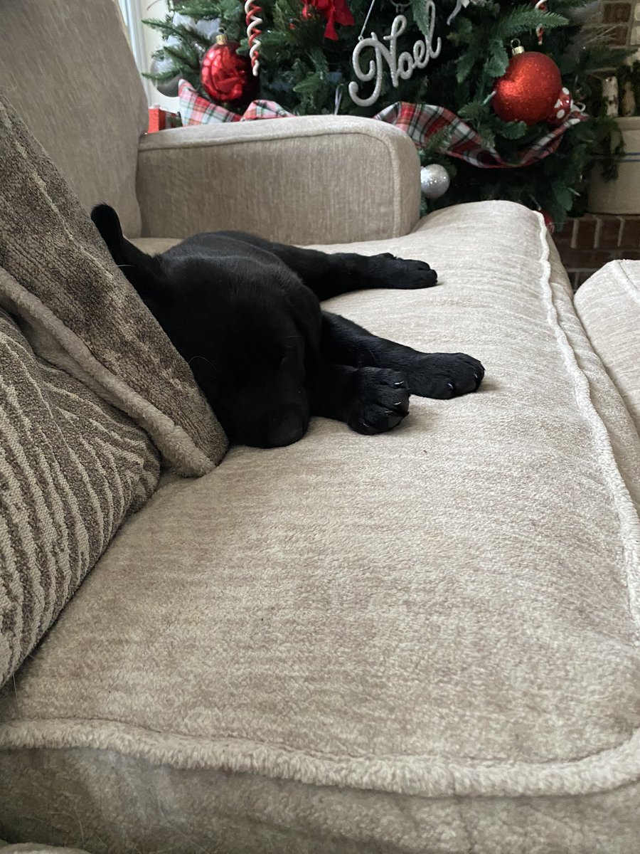 cmude13's tweet photo. @b_pearson Meet Charlie! He’ll be wearing a gold collar for Mizzou! Have fun and be safe! https://t.co/urbQshEdOx