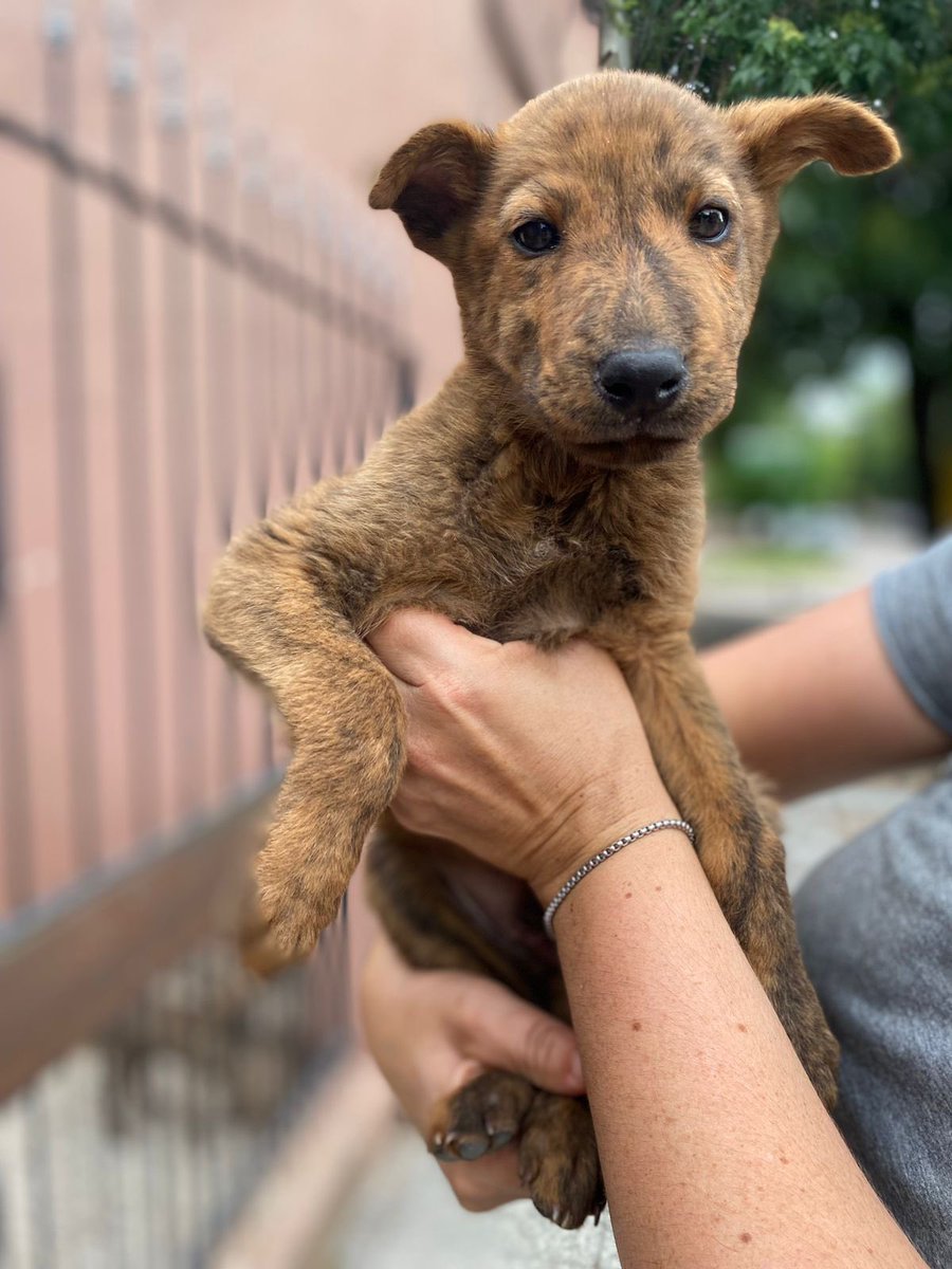 lagarzasosa_'s tweet photo. Nino Bravo es un galguito de 2 Meses atigrado, muy muy hermoso que busca hogar. Será tamaño grande y viaja a CABA y GBA 
Queres adoptar a este muchacho? 
Escribime!
misionsolidariatwitter@gmail.com
Asunto: un beso, una flor y un perrito 
Rt por favor https://t.co/9OzCbeMI6j