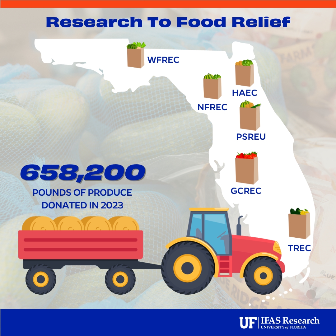 UF IFAS Solutions (@uf_ifas) on Twitter photo What happens to all the fresh food we grow as part of <a href="/UF/">FLORIDA</a> research? Much of it is donated to community food banks.
In 2023, <a href="/UFIFASWFREC/">UF IFAS WFREC</a>, PSREU, <a href="/UF_HAEC/">UF_HAEC</a>, <a href="/nfrec_sv/">NFREC-SV</a>, <a href="/UFGulfCoastREC/">UF Gulf Coast REC</a>, and <a href="/UFTropical/">UF IFAS Tropical Research and Education Center</a> donated over half a million pounds of potatoes, watermelon, tomatoes, & more. What happens to all the fresh food we grow as part of <a href="/UF/">FLORIDA</a> research? Much of it is donated to community food banks.
In 2023, <a href="/UFIFASWFREC/">UF IFAS WFREC</a>, PSREU, <a href="/UF_HAEC/">UF_HAEC</a>, <a href="/nfrec_sv/">NFREC-SV</a>, <a href="/UFGulfCoastREC/">UF Gulf Coast REC</a>, and <a href="/UFTropical/">UF IFAS Tropical Research and Education Center</a> donated over half a million pounds of potatoes, watermelon, tomatoes, & more.