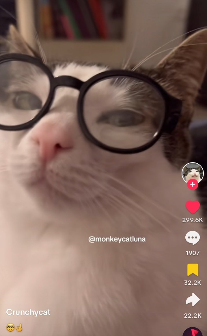 luargyu_'s tweet photo. x: el gato jeon wonwoo no existe 
el gato jeon wonwoo: https://t.co/NAeEZI3CDg