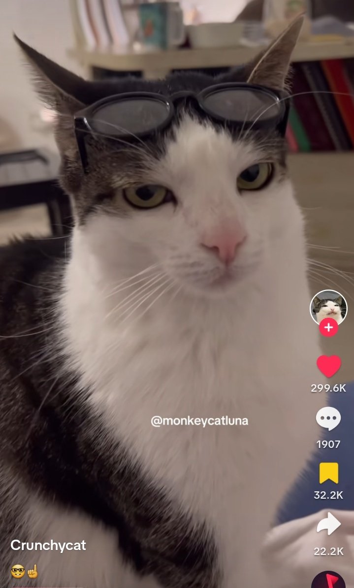 luargyu_'s tweet photo. x: el gato jeon wonwoo no existe 
el gato jeon wonwoo: https://t.co/NAeEZI3CDg