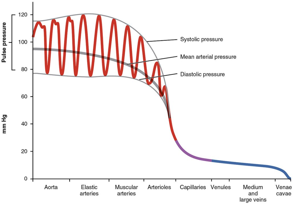 Ten cognitive check points (general rules or heuristics to help guide my practice) I use in the ICU to help make sure I don't get too far off track. A thread🧵👇 1/10: Shock with a narrow pulse pressure (<30mmHg) needs an urgent #POCUS (or echo) to identify occult RV/LV