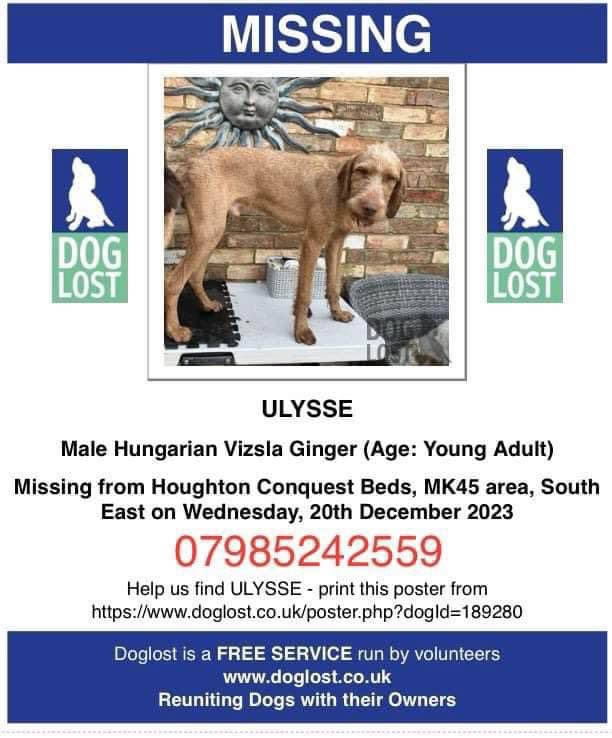 Ulysse continues to be #missing. People who walk #Wilsteadwood pls keep a look out for him! Wilstead wood backs onto Haynes Park and as the crow flies not far from the last sighting. TY or anywhere near, #HoughtonConquest, #Wilstead, #Wixams or surrounding areas So worried 😟