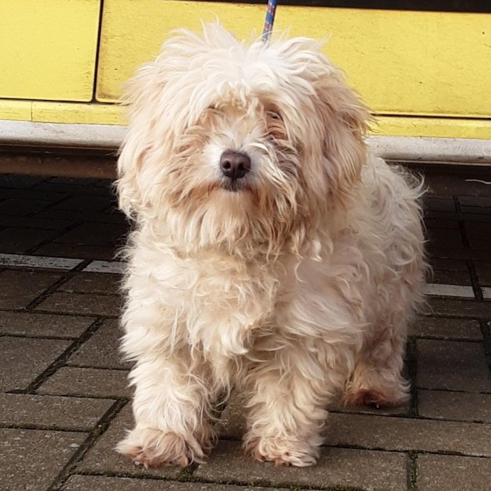 Please retweet to HELP FIND THE OWNER OR A RESCUE SPACE FOR THIS SMALL STRAY DOG FOUND/ABANDONED #HITCHIN #BEDFORDSHIRE #UK  Found 23 Dec, Terrier mix, female, chip not registered.  Now in a council pound, she could be missing or stolen from another region. Please share widely.