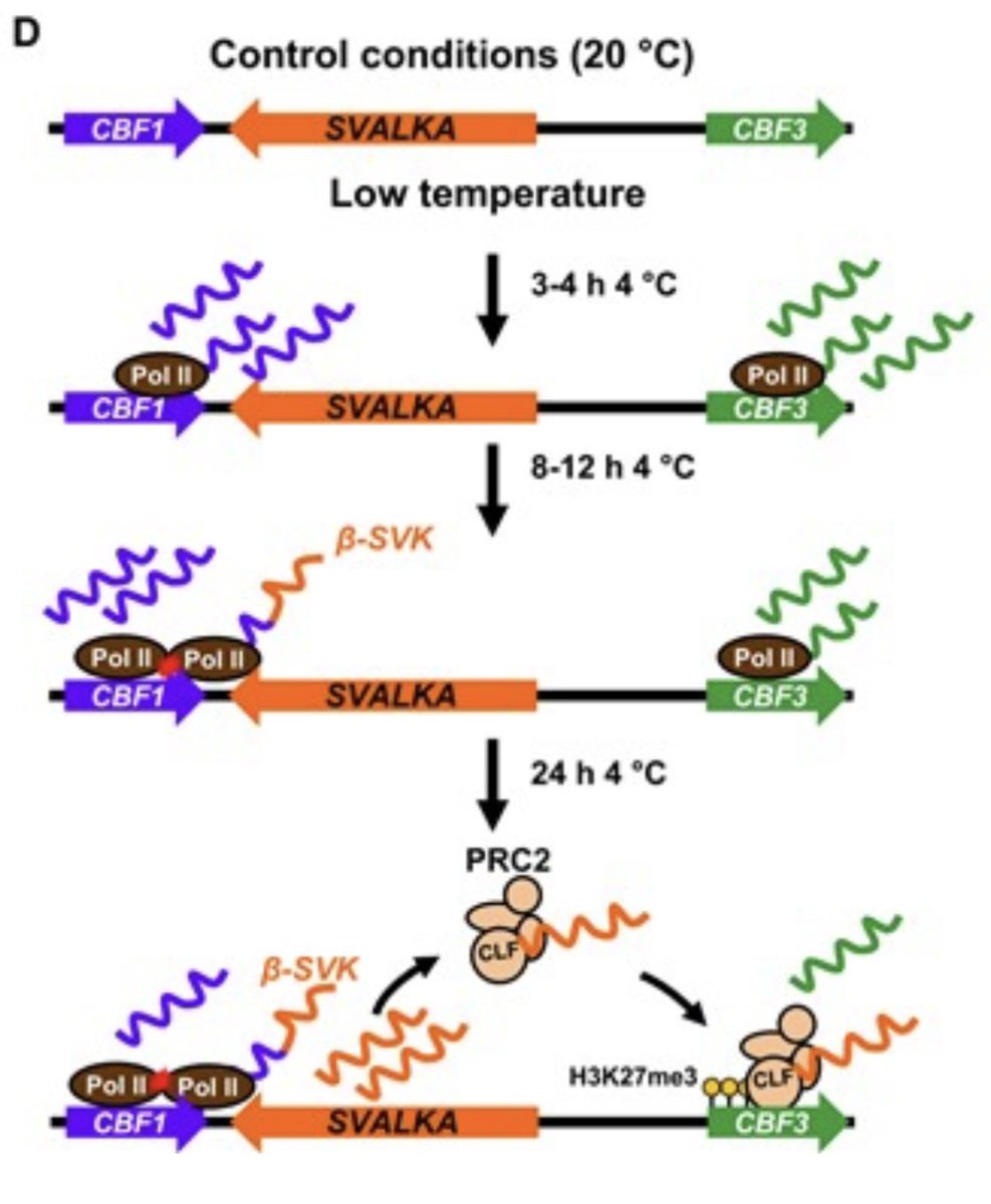 CG_ath's tweet photo. SVALKA-POLYCOMB REPRESSIVE COMPLEX2 #PRC2 module controls C-REPEAT BINDING FACTOR3 induction during #cold acclimation #Arabidopsis #plant https://t.co/CYe5zw53Ot @PlantPhys https://t.co/e5rz02rHtm
