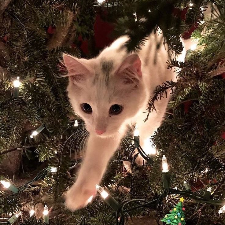 #minsungau | Operação natal (salvem o namoro do Jisung) ! 

 Onde Jisung aceita que seu relacionamento está em perigo eminente de chegar ao fim. Mas antes que isso aconteça, ele fará de tudo para que seu namorado repense e não o abandone na véspera do natal.