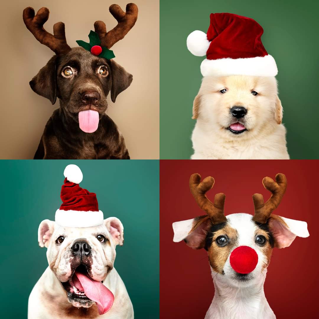 Wanna win £40 donation for your Favourite Animal Rescue? We're looking for the Cutest Pet Rescue Festive Outfit. Head on over to FB for our competition:m.facebook.com/story.php?stor… #petcompetition #windonations #petrescue #fundraising @stefsrescue