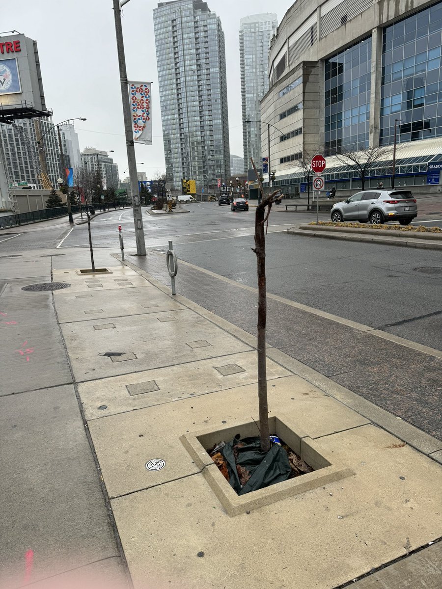 Toronto Poles and Dangling Wires tweet media