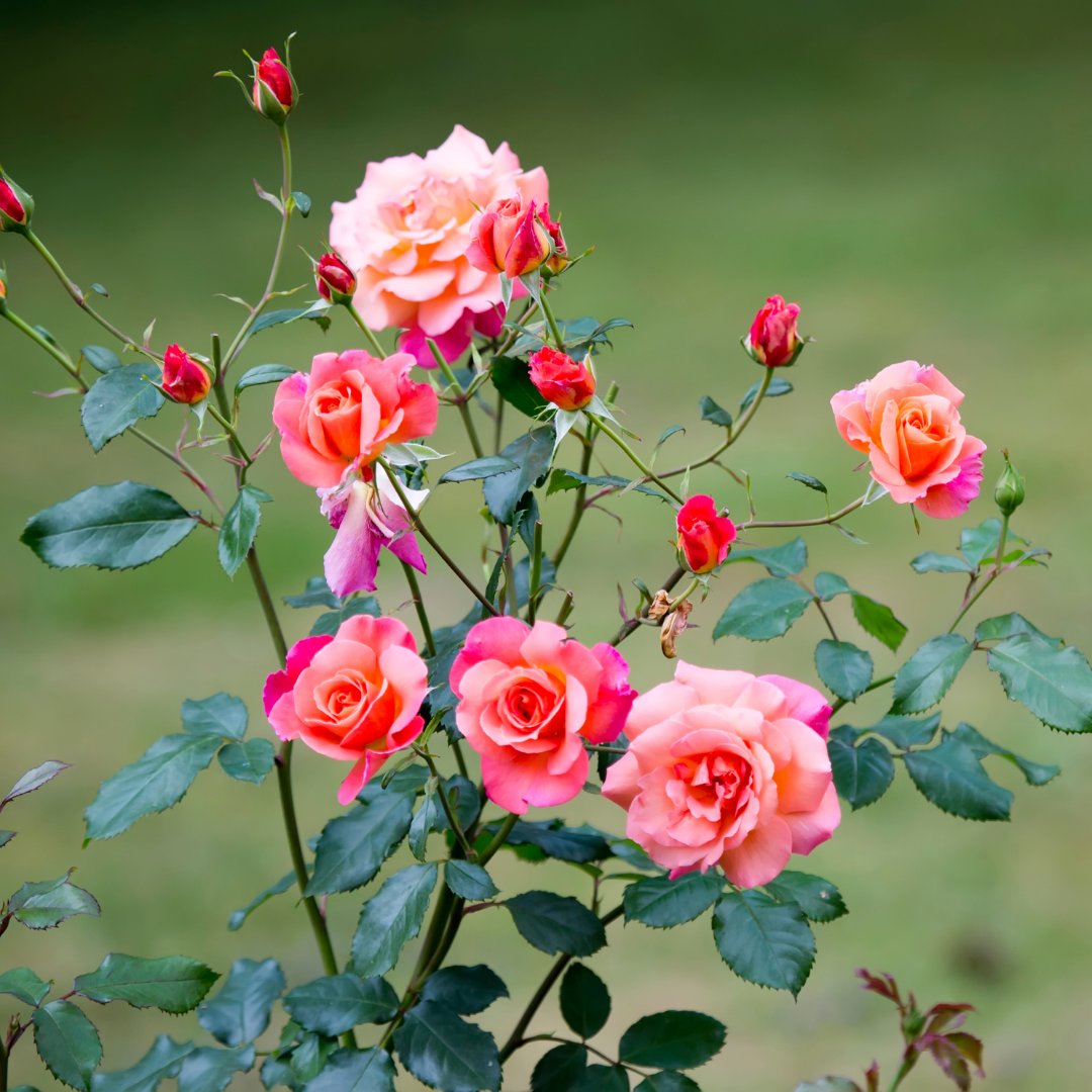SunStateLM's tweet photo. Why do we love winter in Arizona? Because we can still plant annuals and perennials! From now through January, it's the best time to plant roses in the Phoenix area. Before we know it, they'll be in full bloom on our properties! https://t.co/rFv9ZAFuki