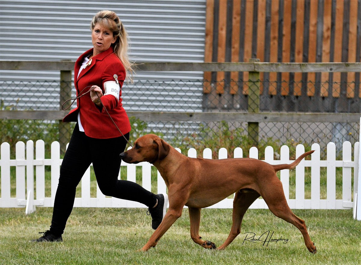 DogCastRadio's tweet photo. Kerry Rhodes @Rhodes2Safety knows the secrets of ringcraft - making your dog look good in the show ring
She shares them with you in episode 271
#ringcraft #dogshow #dog https://t.co/YGZqPpJPOL