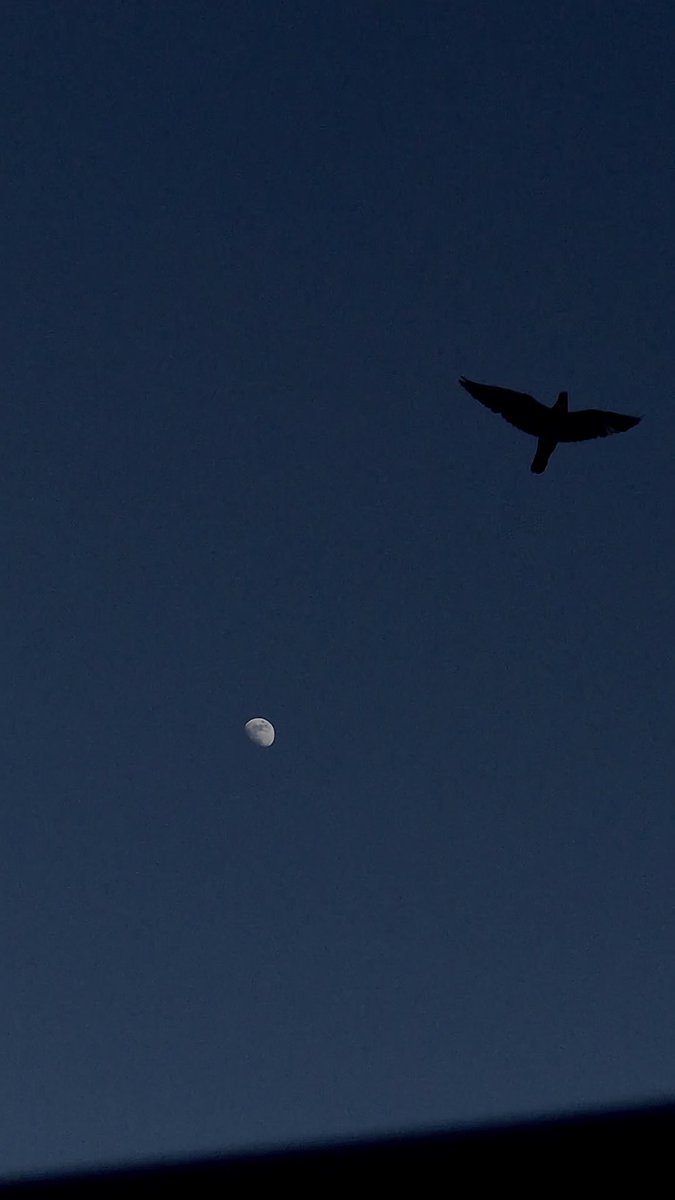 iS_0i's tweet photo. جت صدفه🥹🌑🕊 https://t.co/KWpcz0UURh