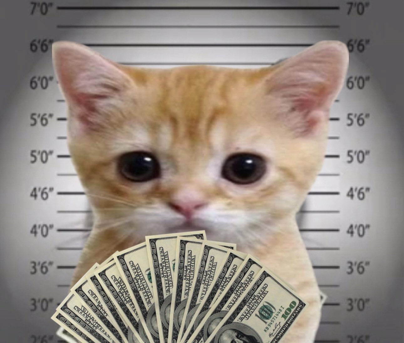 el gato (the standing cat) on X: “The standing cat’s got motion