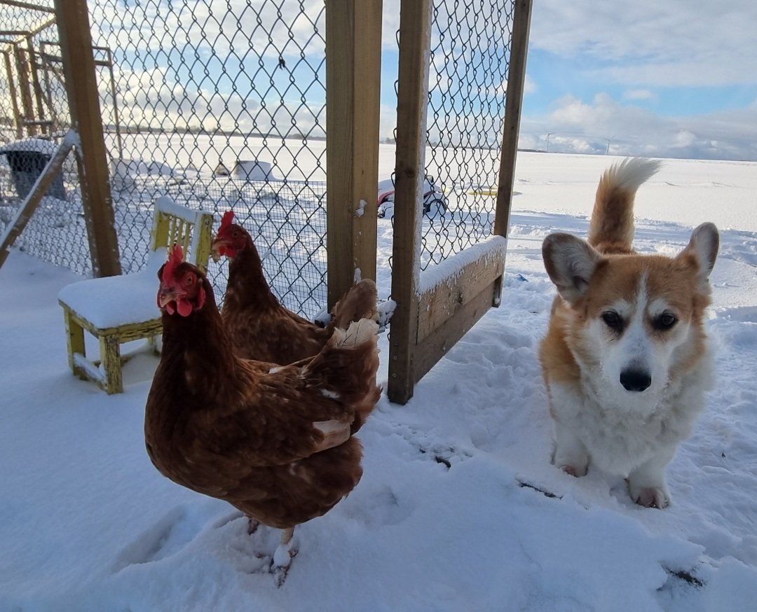 amigo_doge's tweet photo. Amigo with his rescued hen friends. Hens in the cruel egg industry get slaughtered once they are not deemed as productive enough (these ones were to be killed at the young age of 1.5 years). Disgusting. https://t.co/wkByYQsr7X