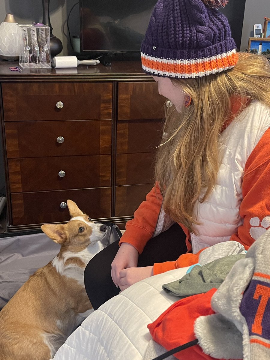 DanasDaily's tweet photo. Someone REALLY wants to go to the @taxslayerbowl ! She loaded herself into the suitcase! 🧡💜🐯 Getting all packed up and ready for @ClemsonFB #Corgis #CorgiCrew #ClemsonFootball #Clemson https://t.co/gFJr1hvkG9