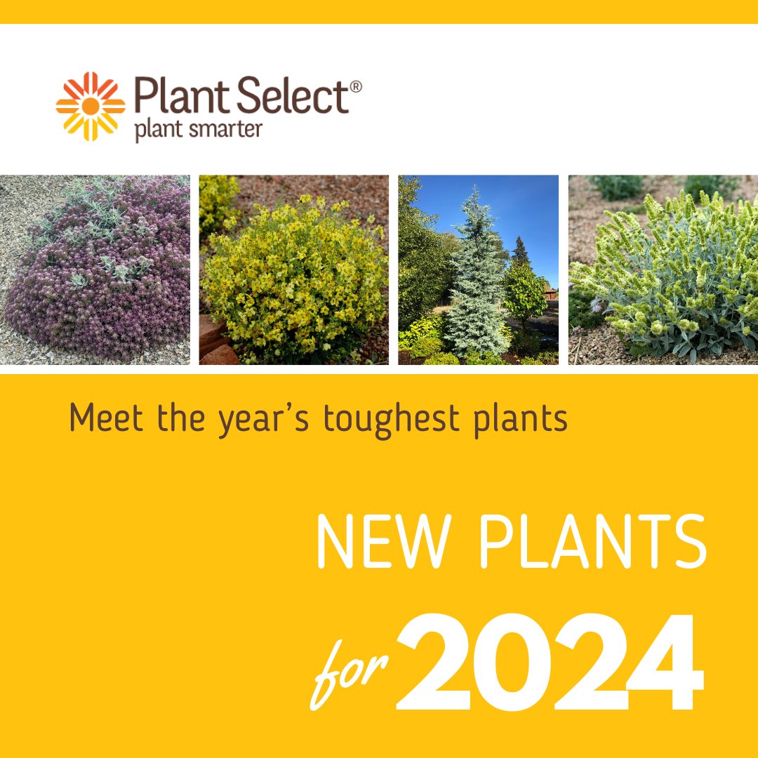 CRYSTAL FROST™ Arizona cypress (Hesperocyparis arizonica 'Fandango'). Full sun. Well-drained sandy or loam soil. Xeric once established. 8-15′ wide, 18-25′ tall. Zones 5-9.⁠ #plantselect #newplants #2024plantselect #2024plants #CRYSTALFROSTarizonacypress #Hesperocyparis