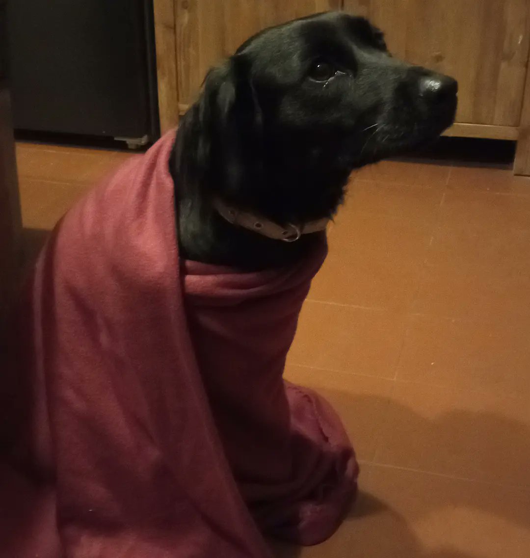 Just started warming up leftovers and look who showed up, still wrapped in her sofa blanky.