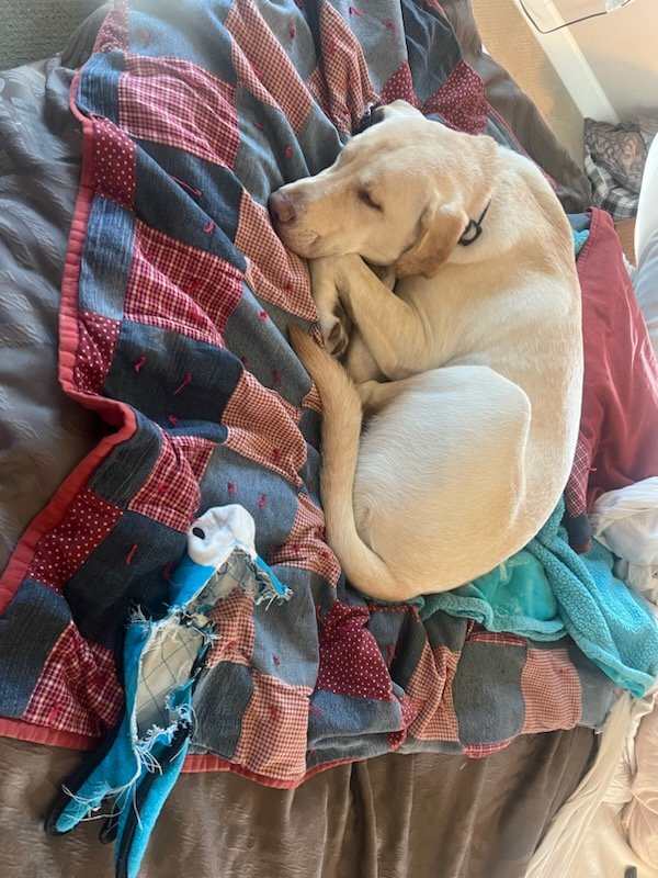 Leo the Lab report: That's right, I did that! My Christmas gift was only a two- day-toy and sadly, now headed to the toy graveyard.  I'm grieving, so don't talk about it.
#Labrador #thursdayvibes #toycollector #Grief #puppylove #GiftBetter #booksforchristmas