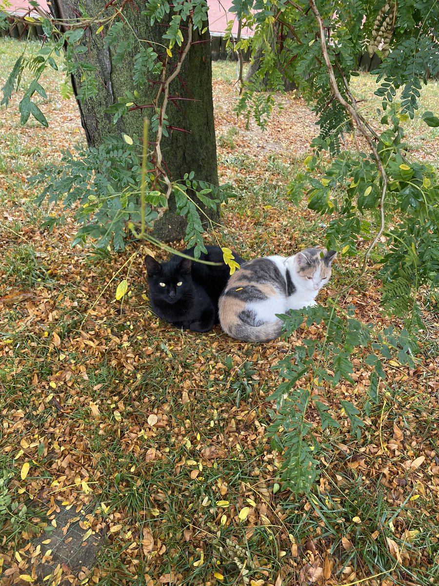 mainnlead's tweet photo. Garanti olsun diye 2 kedi fotosu birakiyorum https://t.co/hlNpvuqlWX