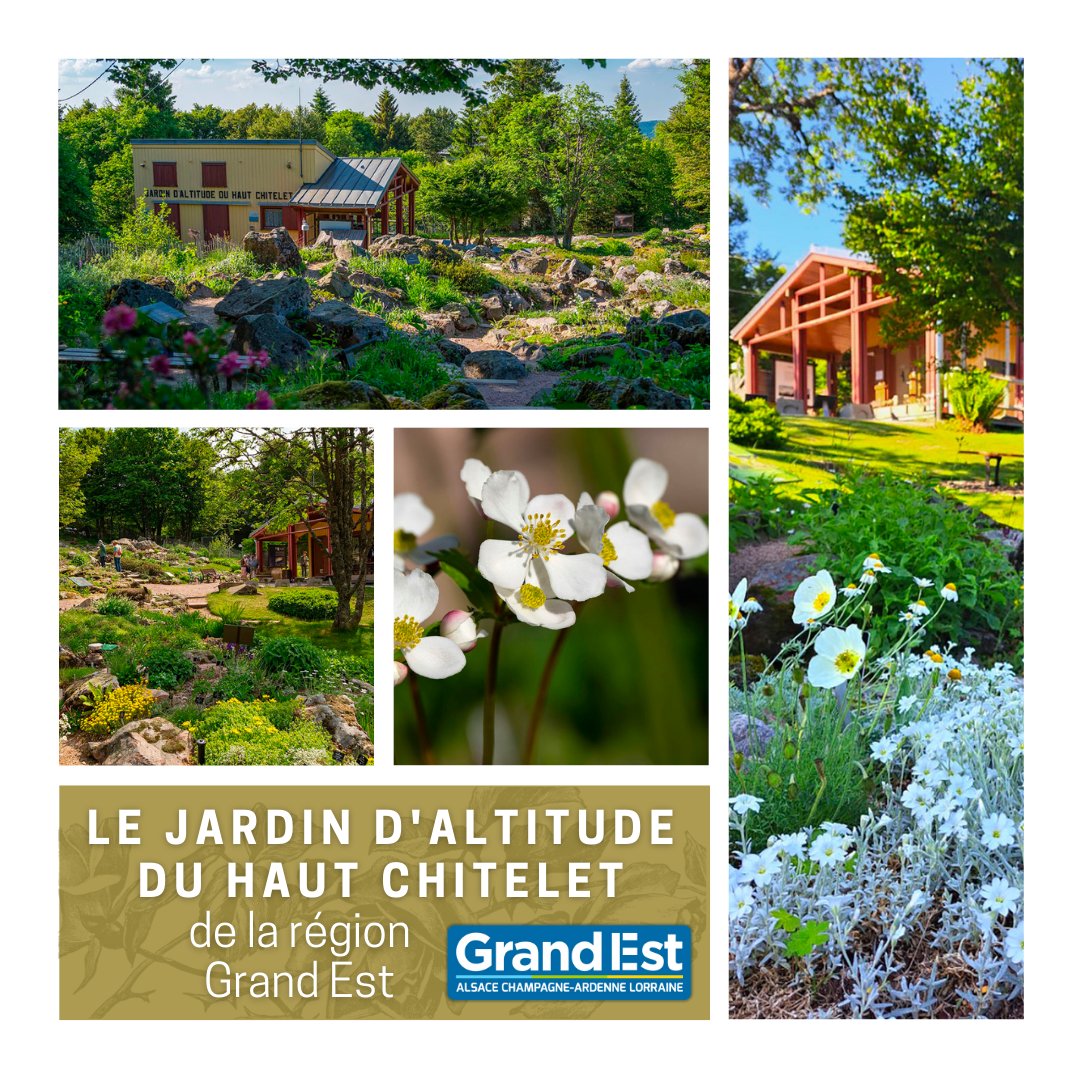 aajre_org's tweet photo. 💐 Le jardin d'altitude du Haut Chitelet de la région Grand Est rejoint l’association des amis des jardins remarquables européens
🔗 https://t.co/TeRfv83zhL
#jardinaltitudehautchitelet #Jardin #Remarquable #parcsetjardins #regiongrandest #grandest #aajre #Association #Patrimoine #Europe #Paysage #Nature #JardinRemarquable #Label #tourisme #PrixDelArtduJardin #garden
@JardinBotaNancy @regiongrandest @ministereCC @rdv_jardins