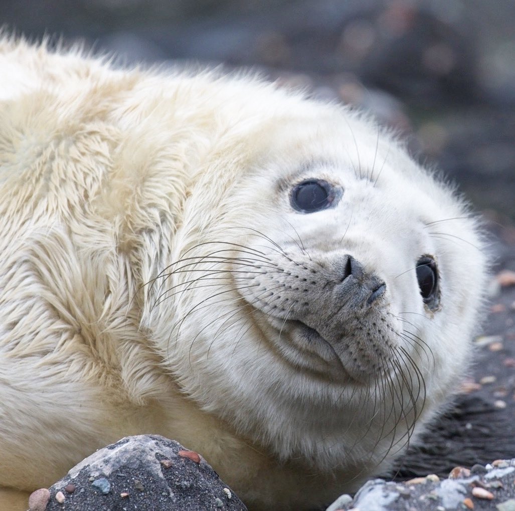 Eindelijk voor m’n lens!! #cutenessoverload #zeehond #babyzeehond #atthebeach