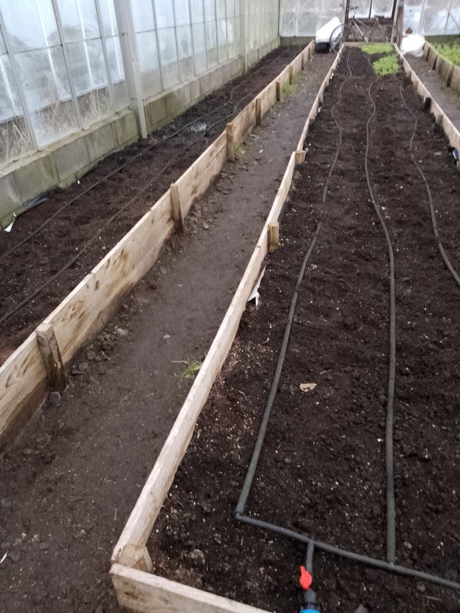 Has anyone had problems with red legged earth mites?Had an infestation that has destroyed 3 beds, we've pulled up and hoping they will die without a food source but any advice on how to deal with organically much appreciated <a href="/GWandShows/">BBC Gardeners World</a> <a href="/MontyDon1955/">Monty Don</a> <a href="/blaencamelbox/">Tom Frost</a> <a href="/kewgardens/">KewGardens</a>