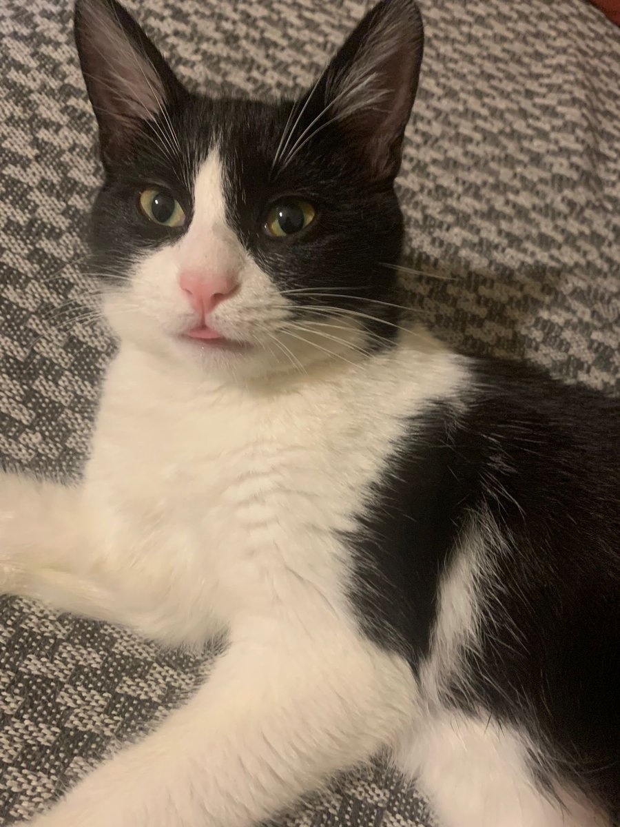 kedi fotoğrafı at ya da 2024'te her şey ters gidecek